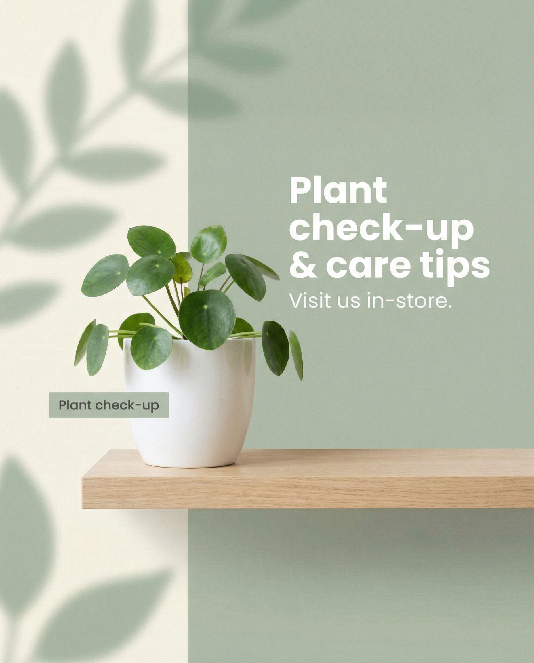 ¿El secreto de una planta saludable? ¡Buen drenaje y la luz adecuada!